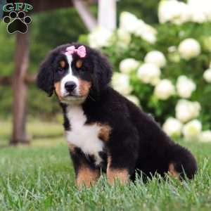 Marcy, Bernese Mountain Dog Puppy